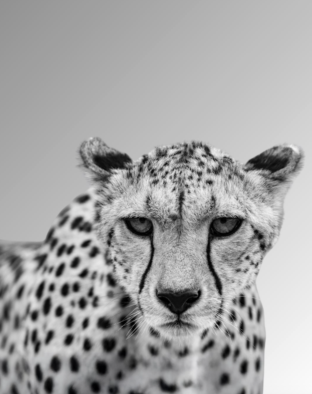 A cheetah on the plains
