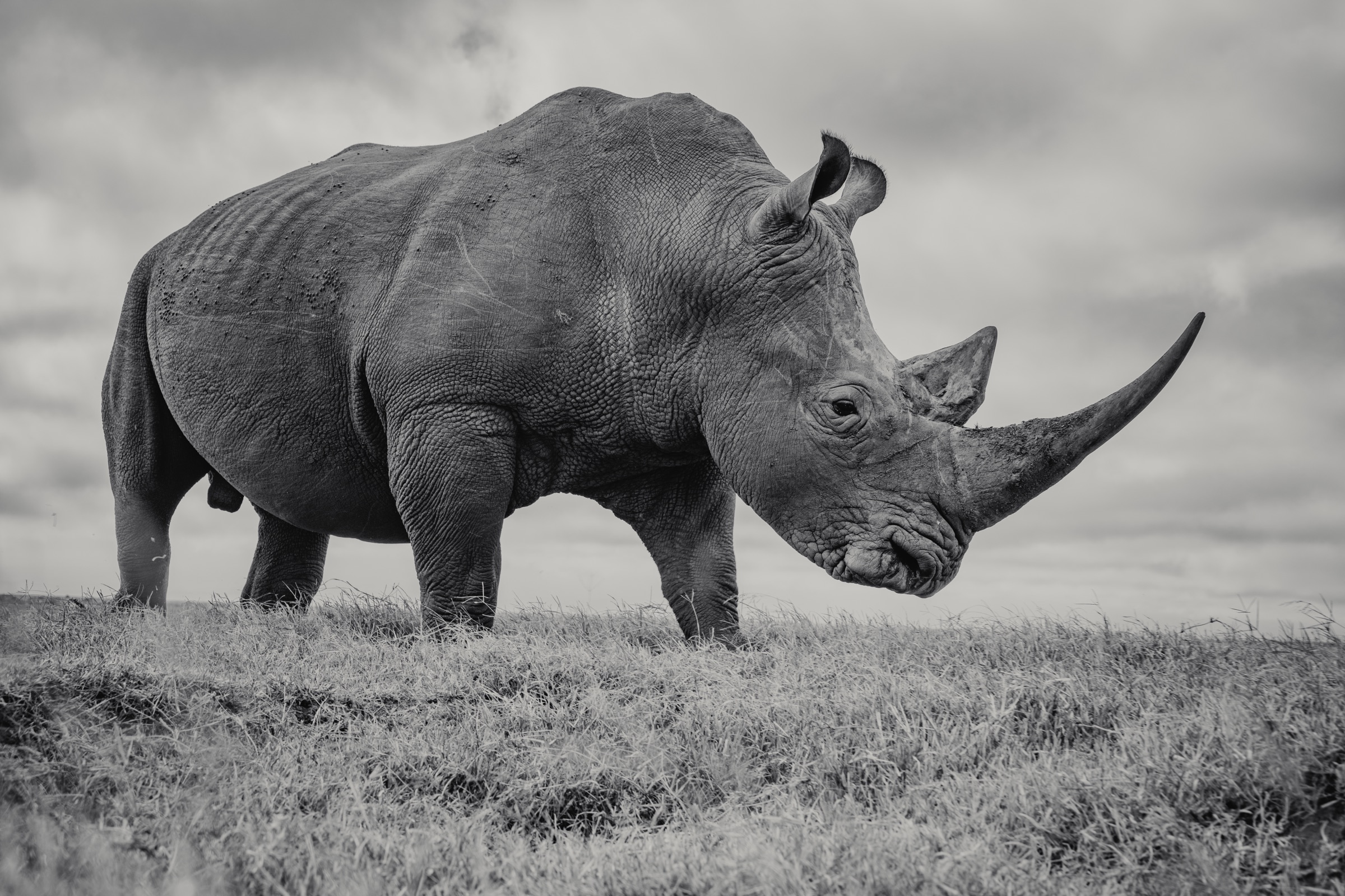 Conservation in the field
