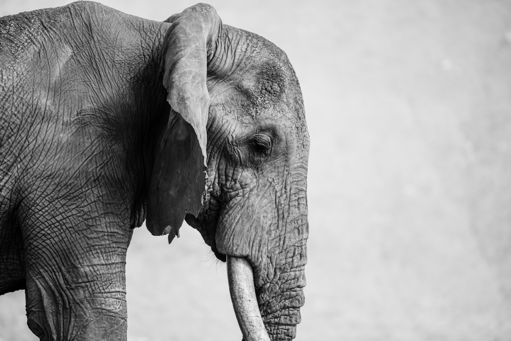 Kenya, the great tuskers