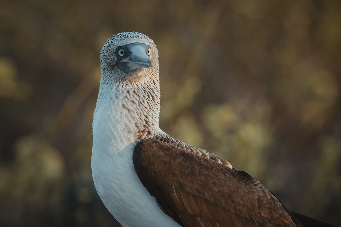 A blue-footed booby in the warm light of the Galápagos