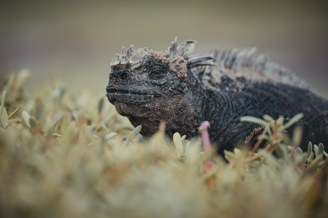 A marine iguana on the volcanic shore of the Galápagos