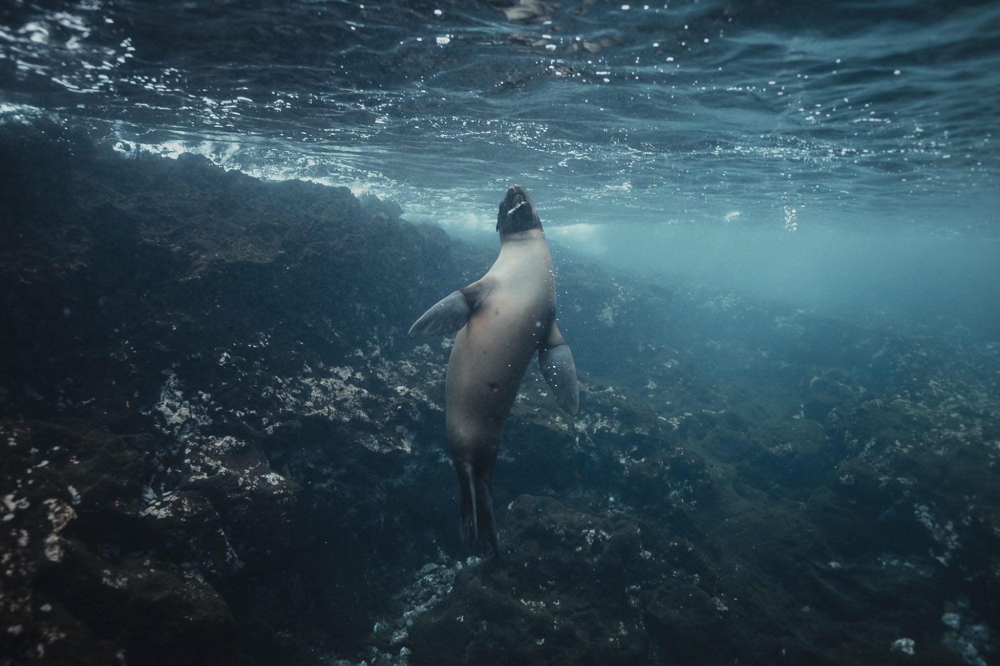 Galapagos, wildlife in harmony