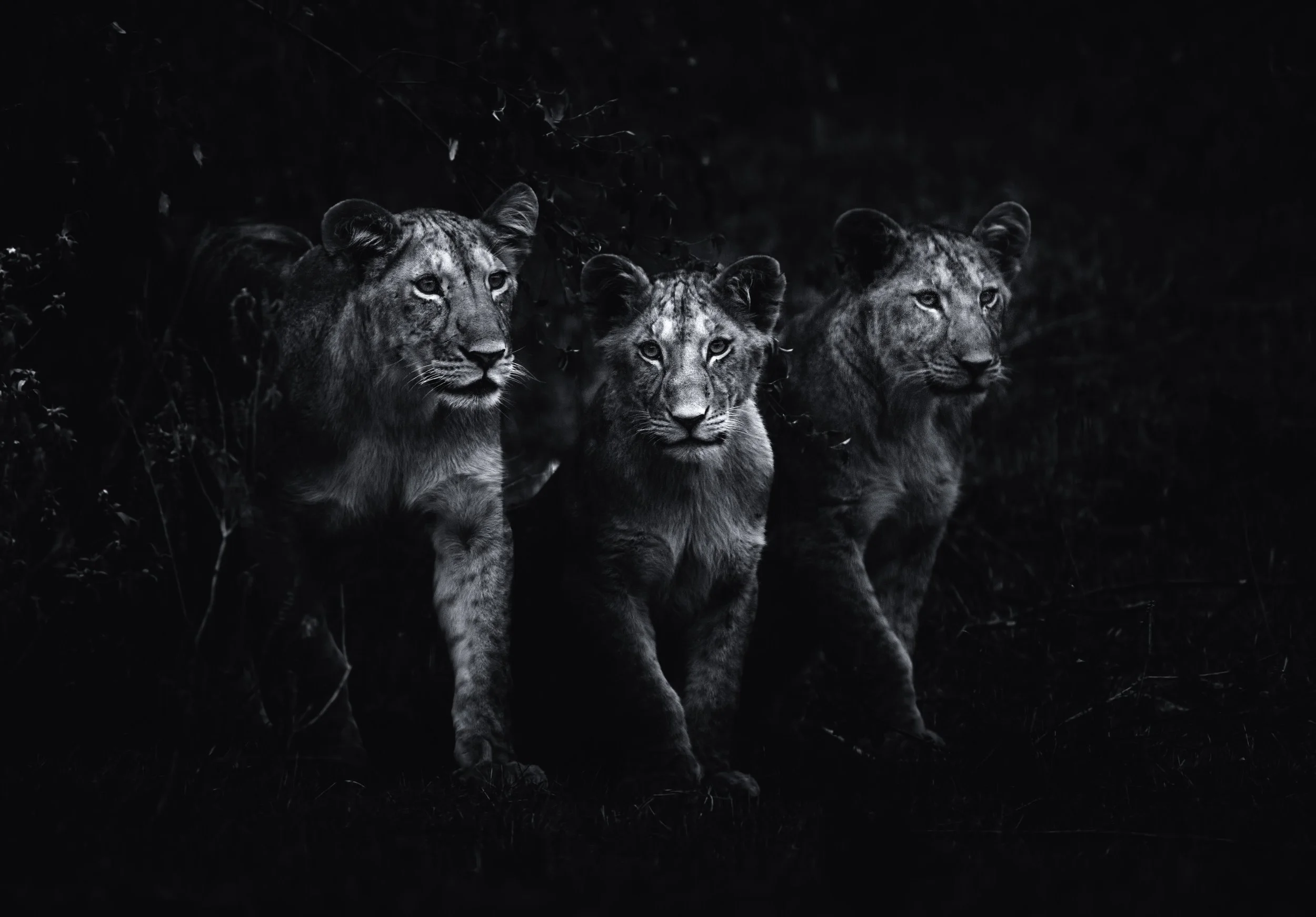 Lions at dusk on the Kenyan plains