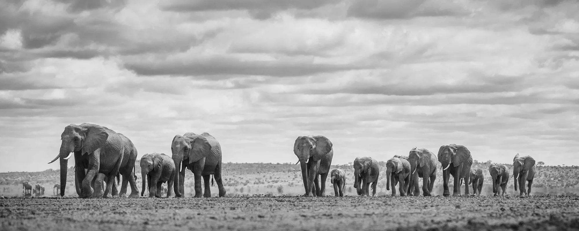 An elephant herd crossing the Kenyan plains