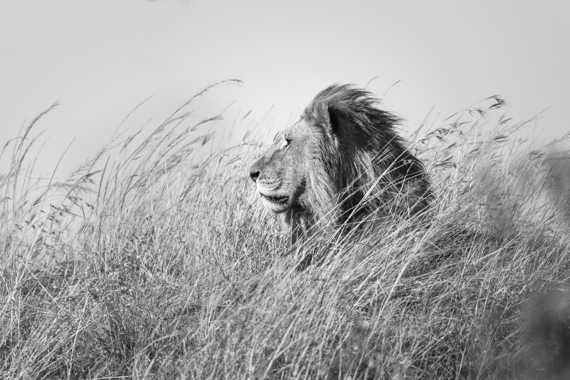A lion photographed in the grass in black and white