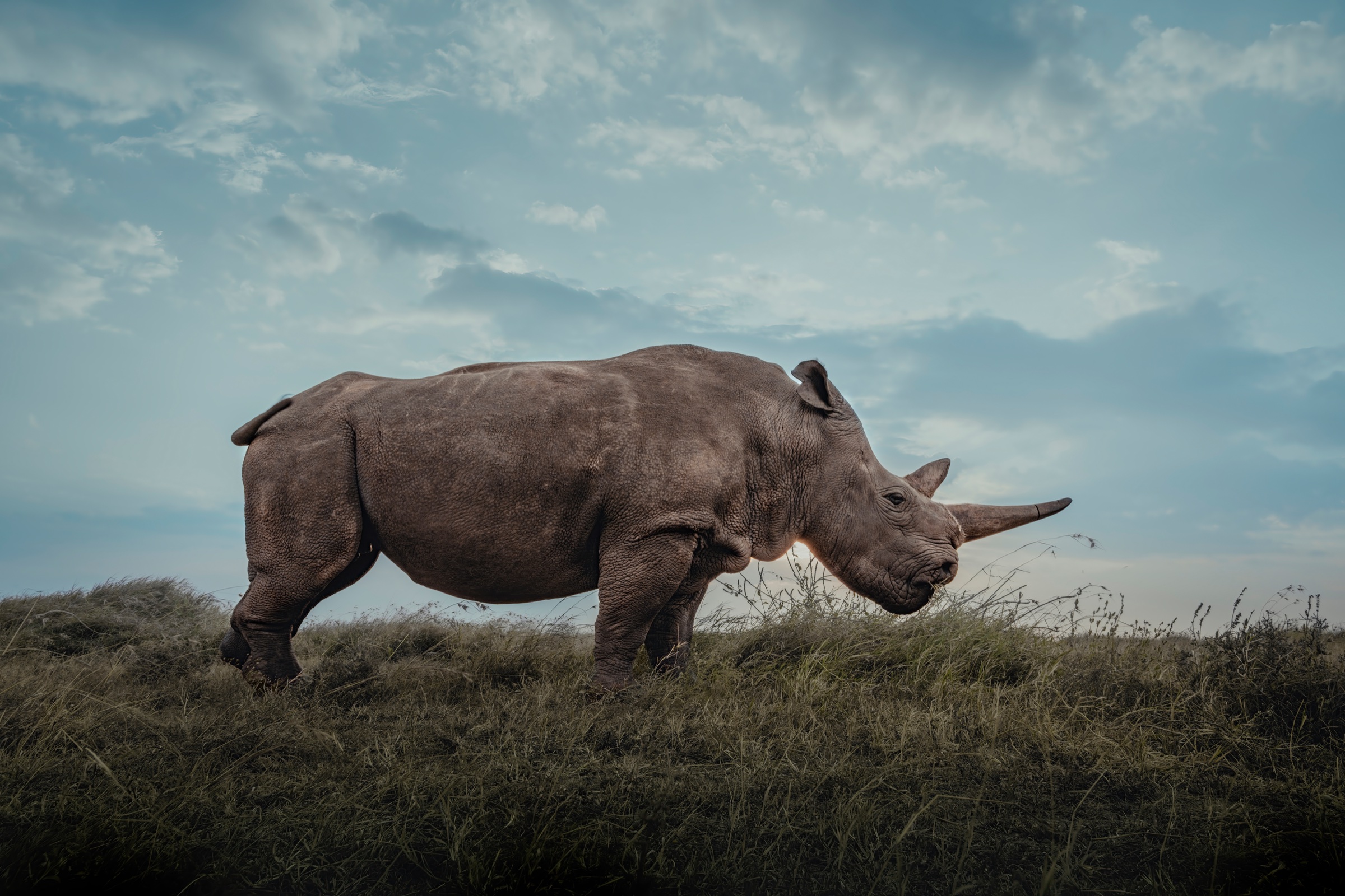 One of the last northern white rhinos