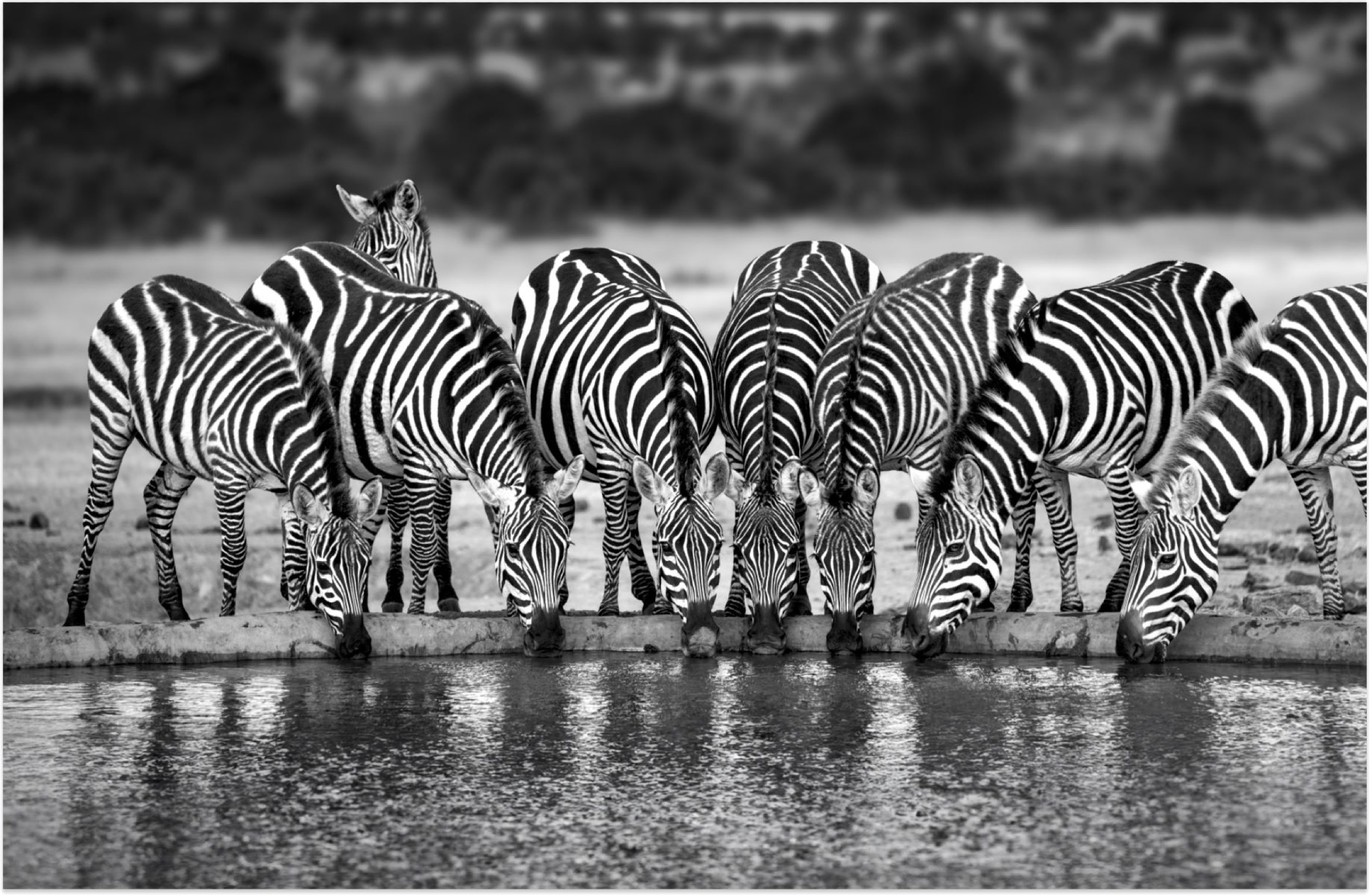 Ol Pejeta Conservancy