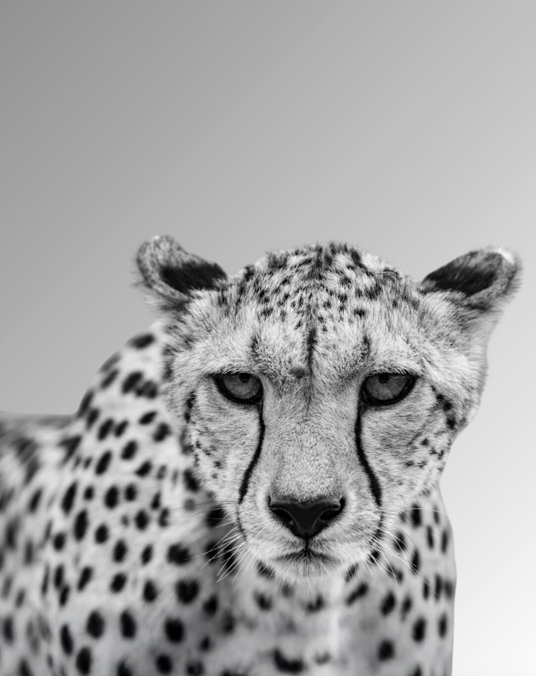 A close black-and-white portrait of a cheetah looking directly at the camera
