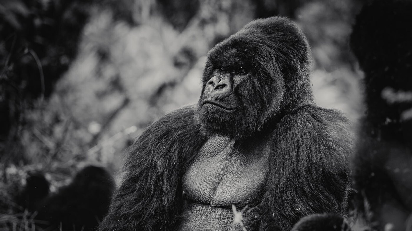 Rwanda, among the gorillas