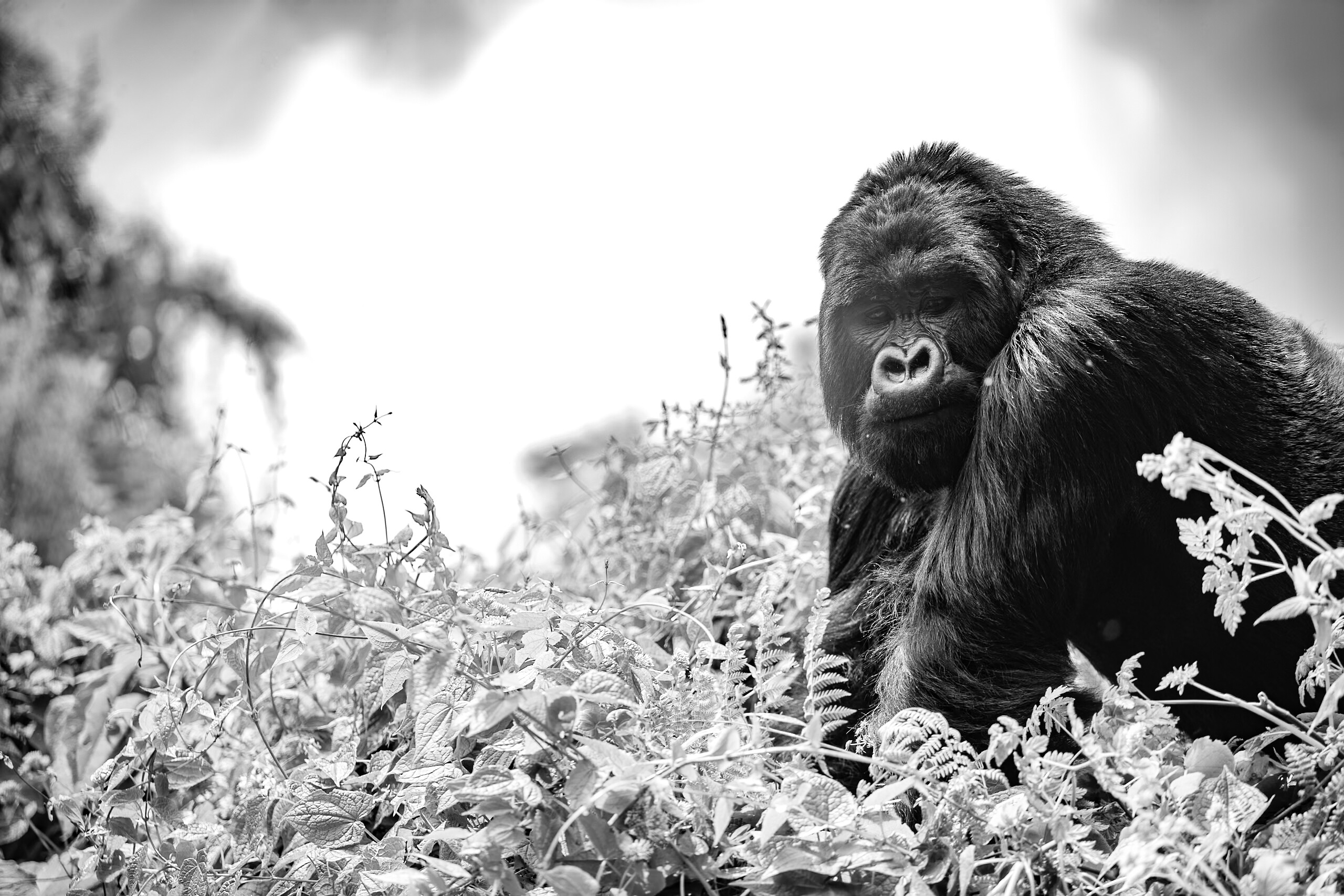 A silverback mountain gorilla in the Virunga forest, Rwanda