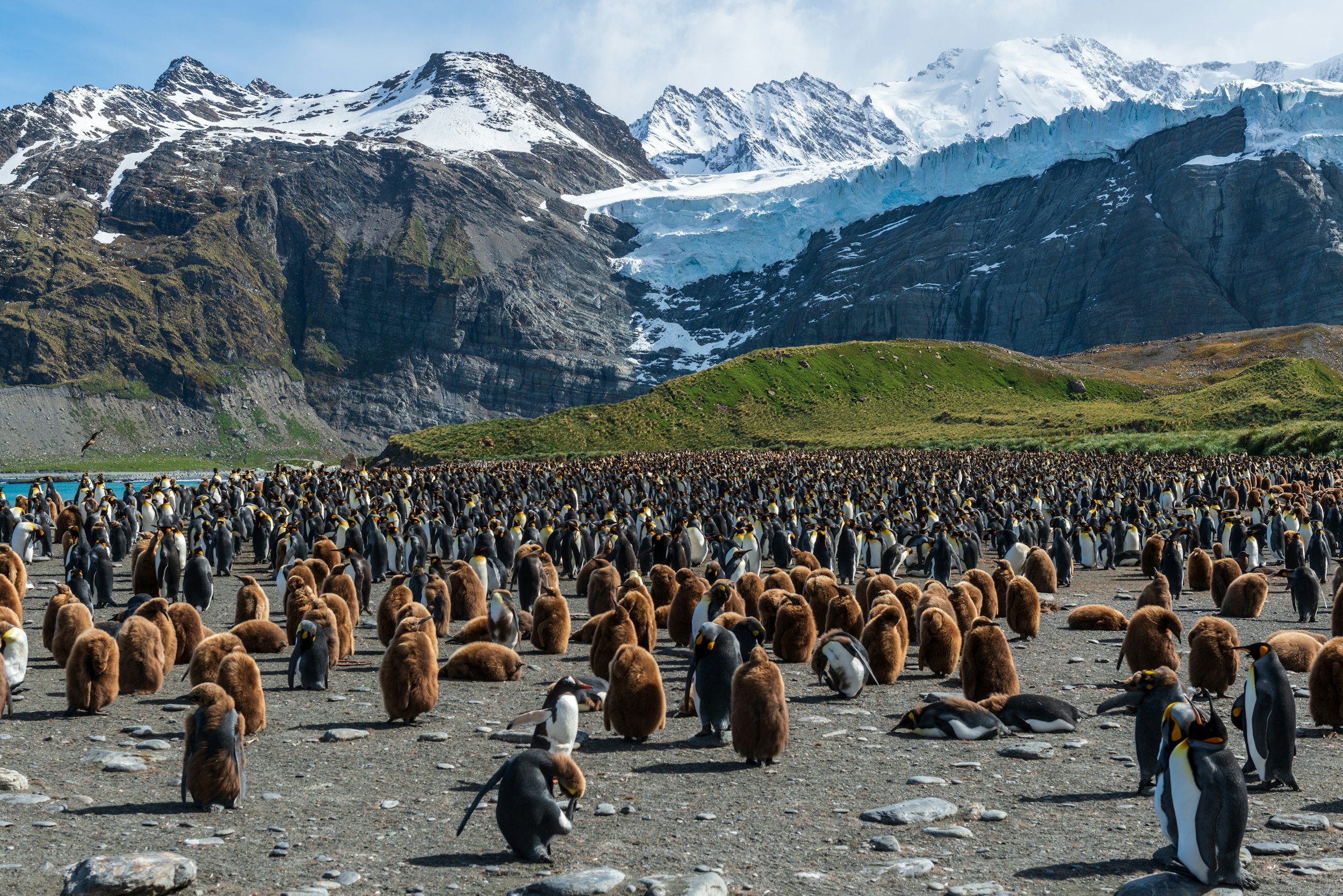 A vast king penguin colony beneath the glaciers of South Georgia