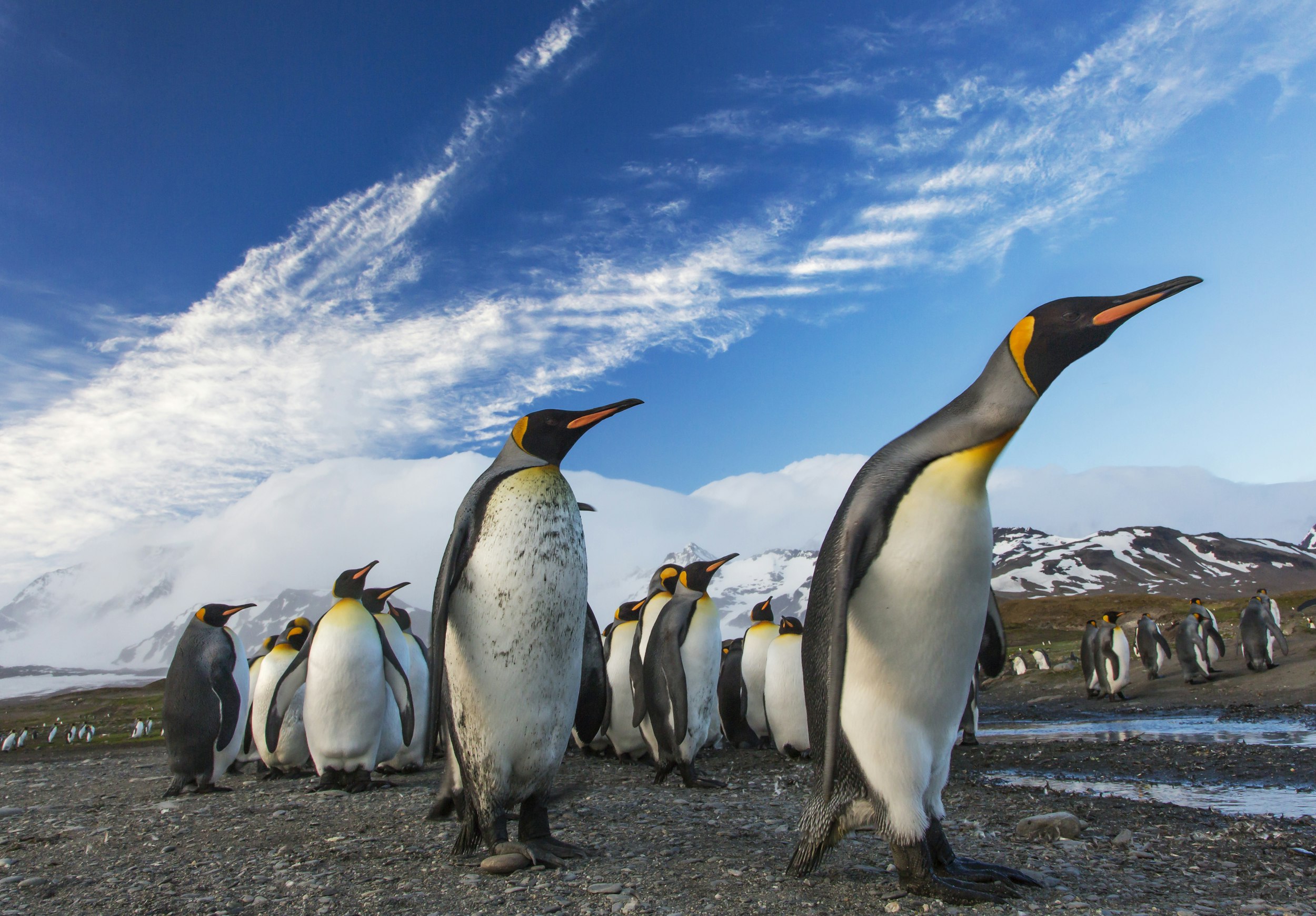 King penguins on the shore of South Georgia beneath snow peaks
