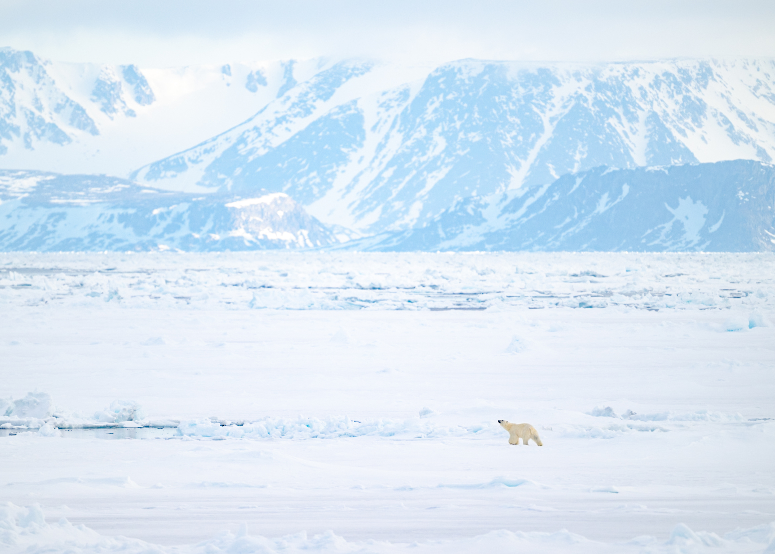 A lone polar bear crossing the pack ice beneath the Svalbard mountains