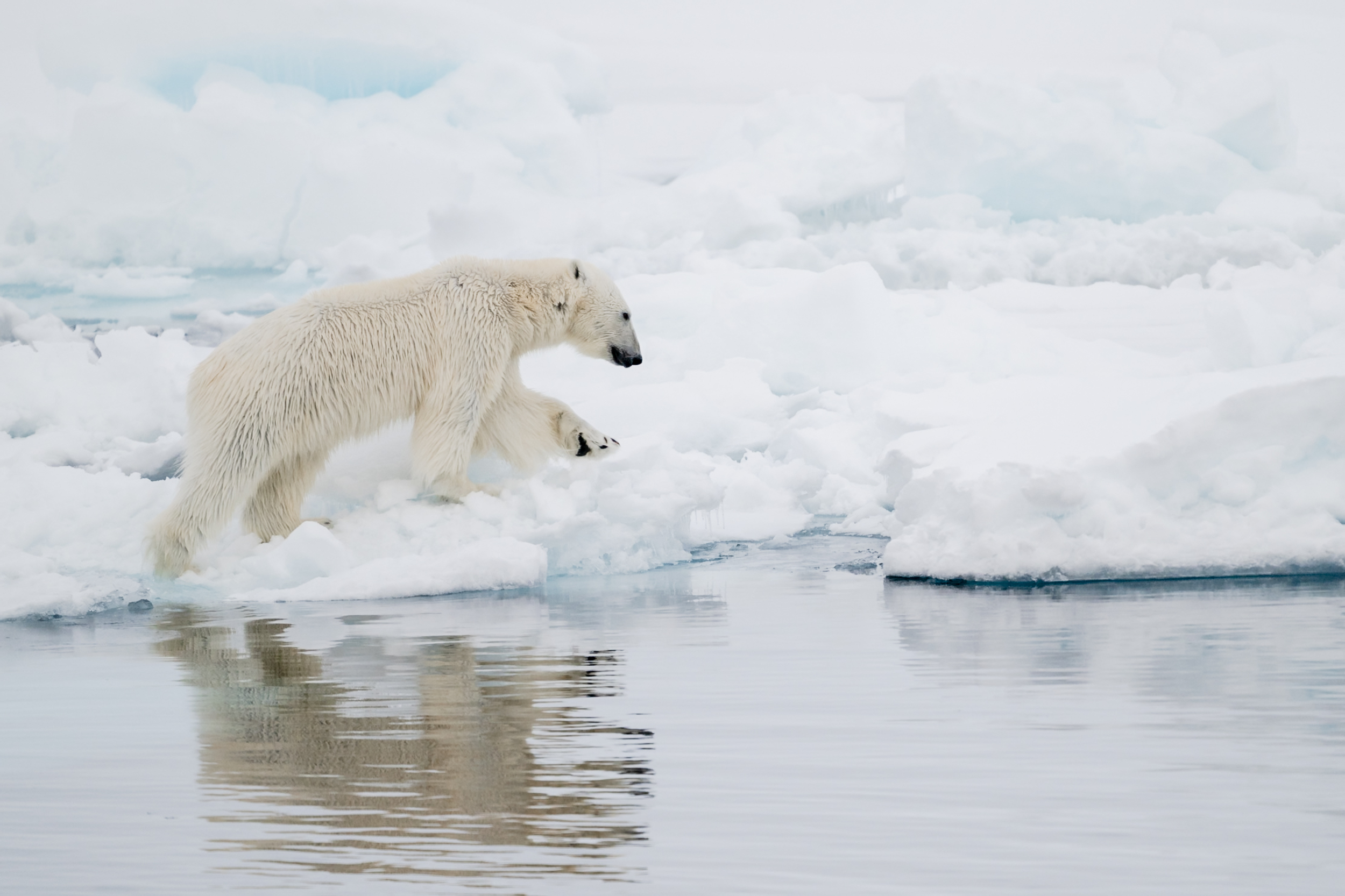 A polar bear crossing the ice at the water's edge, its reflection in the still Arctic water