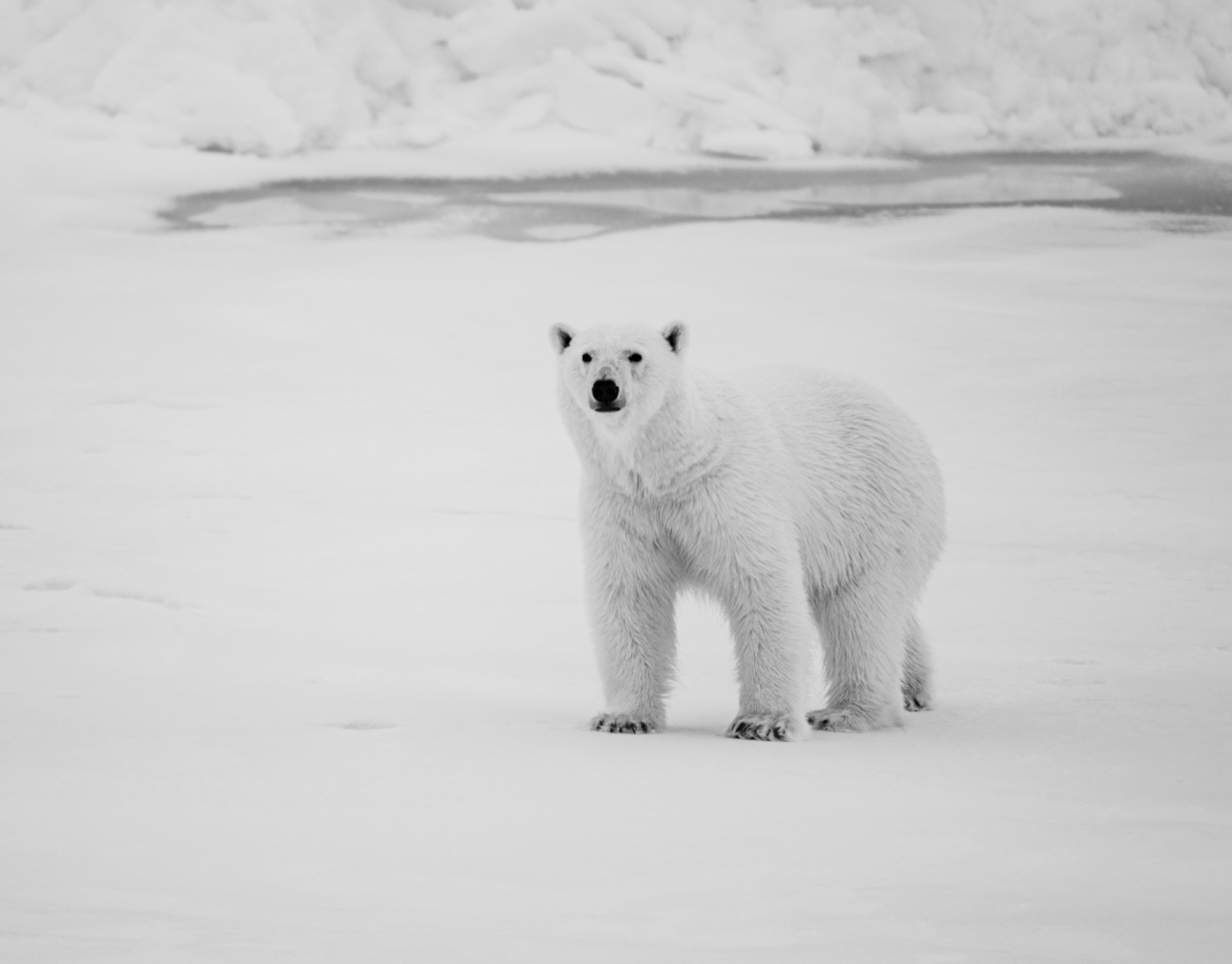Svalbard, 78 degrees north