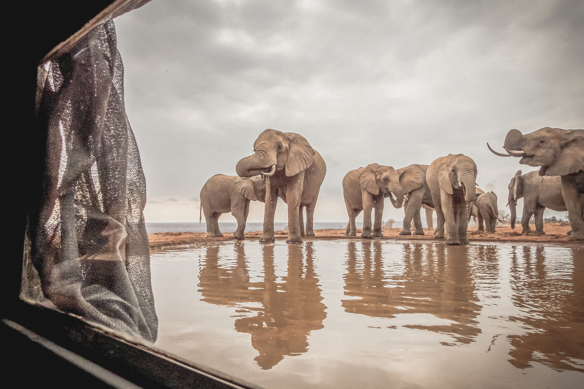 A herd of elephants at a waterhole, seen from a photo hide under a low grey sky