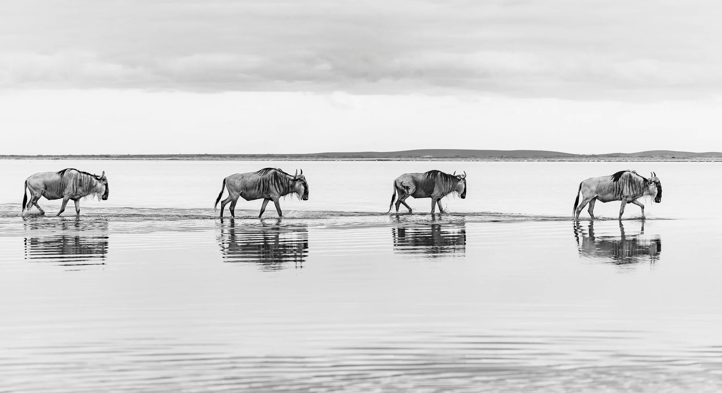 Wildebeest at the river crossing